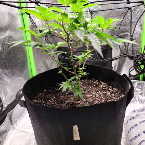 Gelato #25 x Dosidos  growlog timeline photo