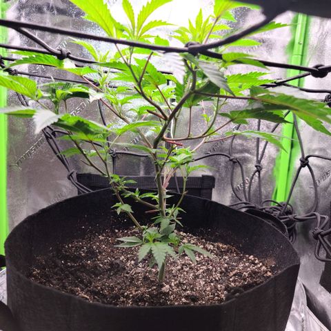 Gelato #25 x Dosidos  growlog timeline photo