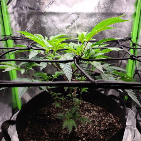 Gelato #25 x Dosidos  growlog timeline photo