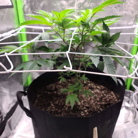 Gelato #25 x Dosidos  growlog photo: Switched nets to prepare for flowering and 2nd ney support 