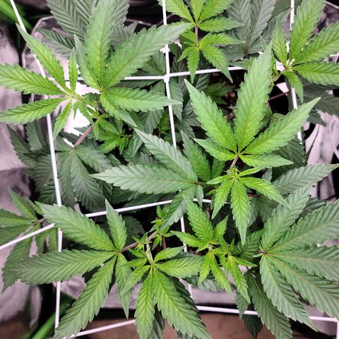 Gelato #25 x Dosidos  growlog photo: Switched nets to prepare for flowering and 2nd ney support 