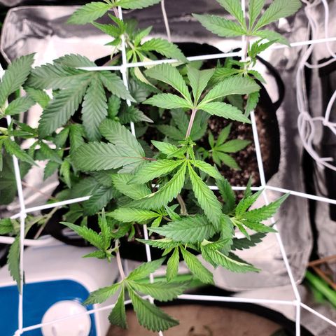 Gelato #25 x Dosidos  growlog photo: Trimmed sucker leaves and LST 