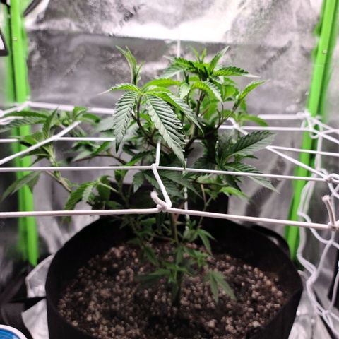 Gelato #25 x Dosidos  growlog photo: Trimmed sucker leaves and LST 