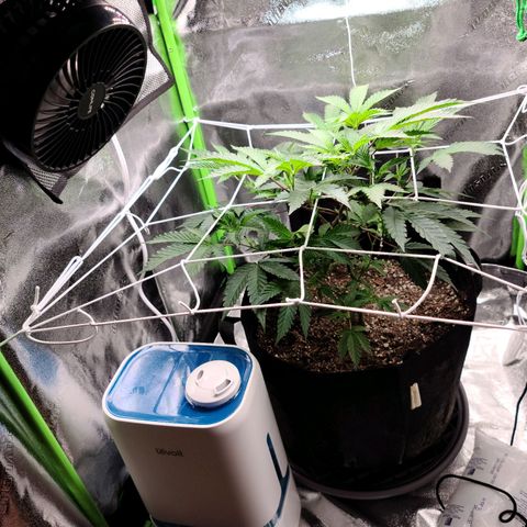 Gelato #25 x Dosidos  growlog photo: Trimmed sucker leaves and LST 