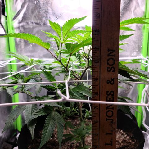 Gelato #25 x Dosidos  growlog photo: Trimmed sucker leaves and LST 
