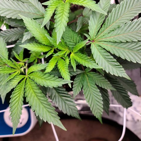 Gelato #25 x Dosidos  growlog photo: Trimmed sucker leaves and LST 