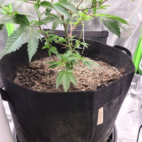Gelato #25 x Dosidos  growlog photo: Trimmed sucker leaves and LST 
