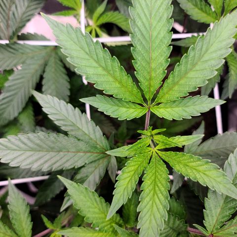 Gelato #25 x Dosidos  growlog photo: Trimmed sucker leaves and LST 