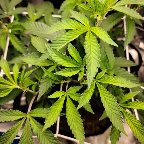 Gelato #25 x Dosidos  growlog timeline photo
