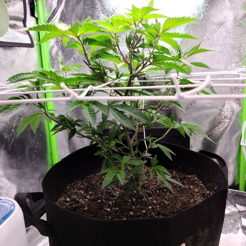 Gelato #25 x Dosidos  growlog timeline photo