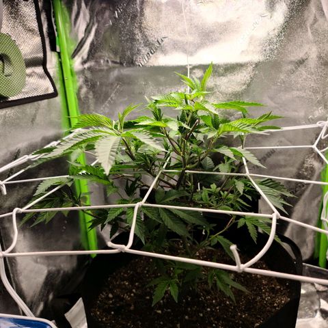 Gelato #25 x Dosidos  growlog timeline photo