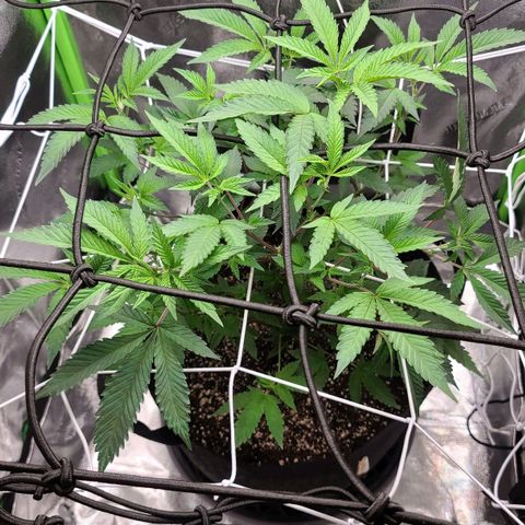 Gelato #25 x Dosidos  growlog timeline photo
