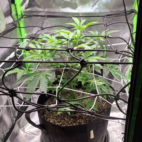 Gelato #25 x Dosidos  growlog timeline photo