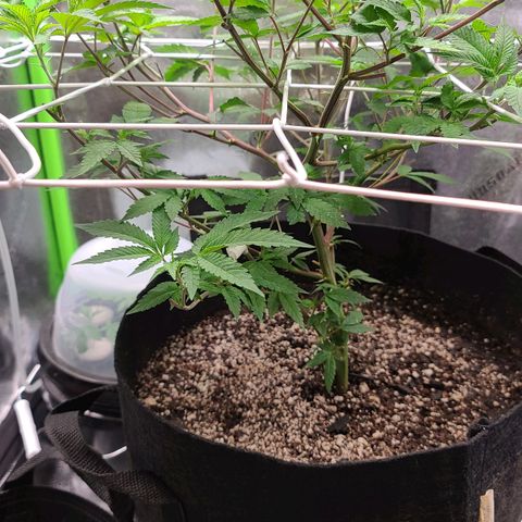 Gelato #25 x Dosidos  growlog timeline photo