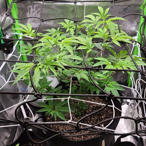Gelato #25 x Dosidos  growlog timeline photo