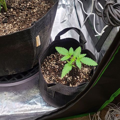 Apple Fritter #1 growlog timeline photo