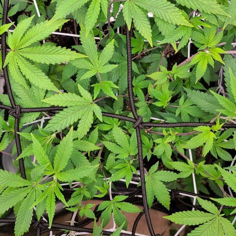 Gelato #25 x Dosidos  growlog timeline photo
