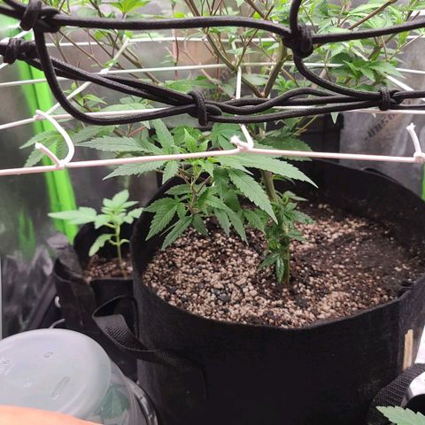 Gelato #25 x Dosidos  growlog timeline photo