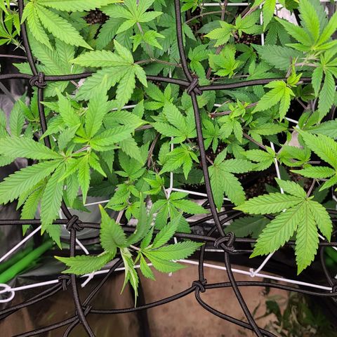 Gelato #25 x Dosidos  growlog timeline photo