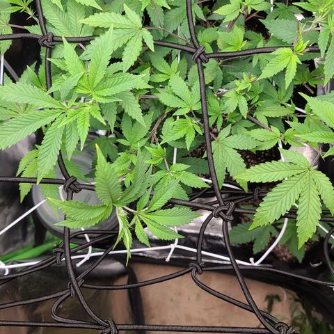 Gelato #25 x Dosidos  growlog timeline photo