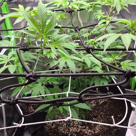 Gelato #25 x Dosidos  growlog timeline photo