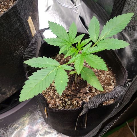 Apple Fritter #1 growlog timeline photo
