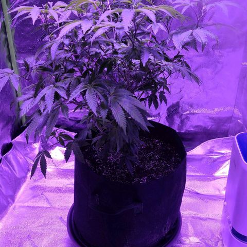 Gelato #25 x Dosidos  growlog photo: New Light getting ready for flowering 