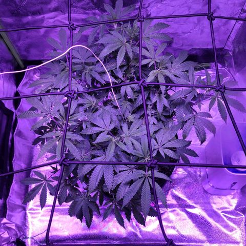 Gelato #25 x Dosidos  growlog photo: New Light getting ready for flowering 