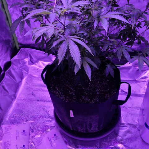 Gelato #25 x Dosidos  growlog photo: New Light, she likes it 