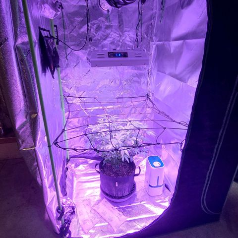 Gelato #25 x Dosidos  growlog photo: New Light, she likes it 