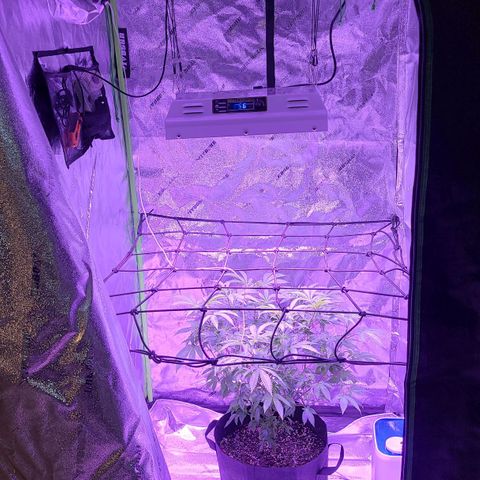 Gelato #25 x Dosidos  growlog photo: New Light, she likes it 