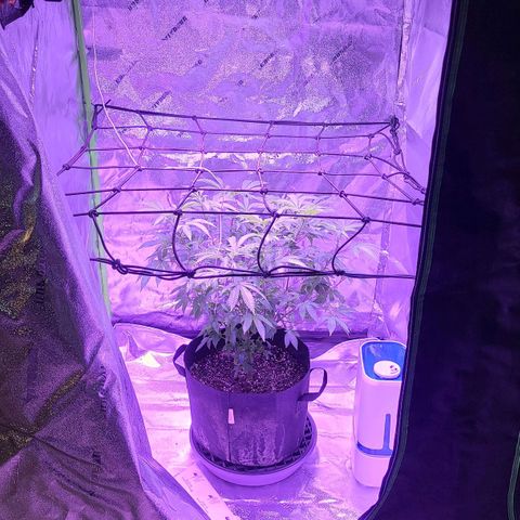 Gelato #25 x Dosidos  growlog photo: New Light, she likes it 