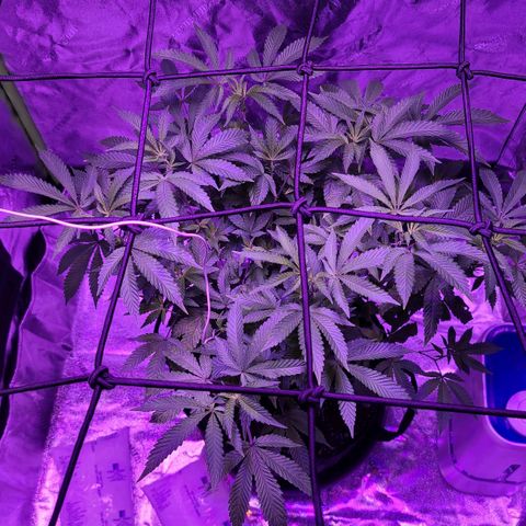 Gelato #25 x Dosidos  growlog photo: New Light, she likes it 