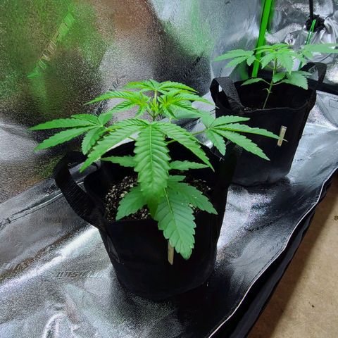 Apple Fritter #1 growlog timeline photo