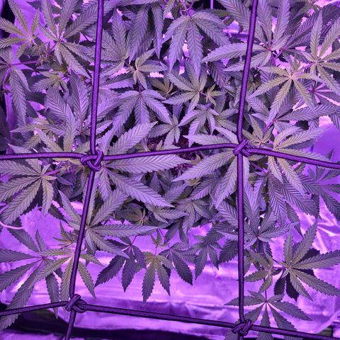 Gelato #25 x Dosidos  growlog timeline photo