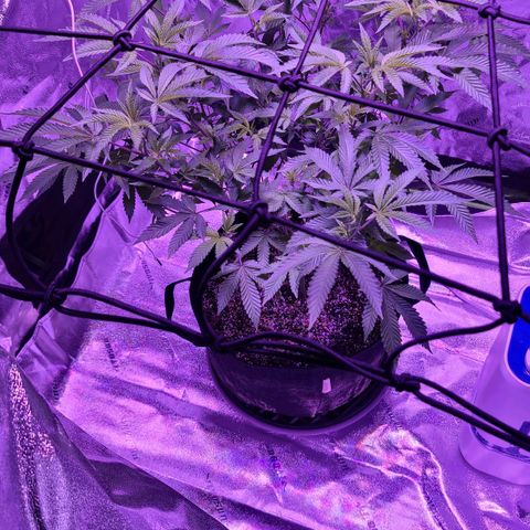 Gelato #25 x Dosidos  growlog timeline photo