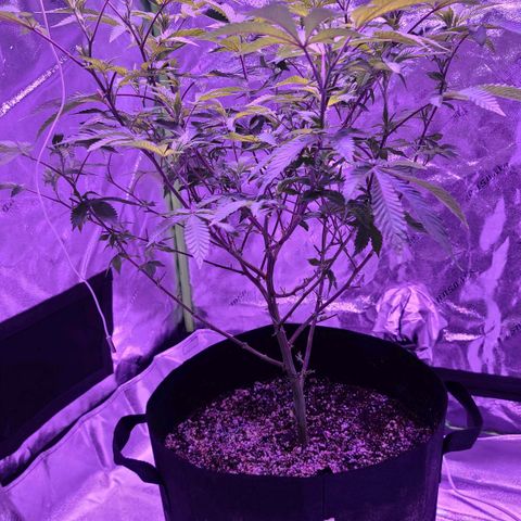Gelato #25 x Dosidos  growlog timeline photo