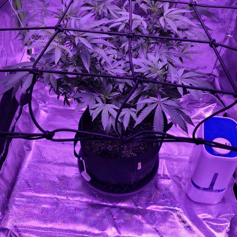 Gelato #25 x Dosidos  growlog timeline photo