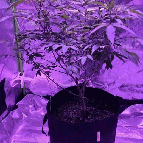 Gelato #25 x Dosidos  growlog timeline photo