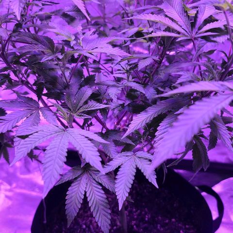 Gelato #25 x Dosidos  growlog timeline photo