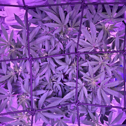 Gelato #25 x Dosidos  growlog timeline photo
