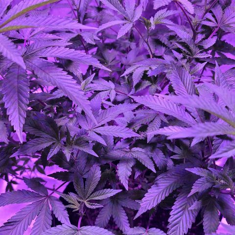 Gelato #25 x Dosidos  growlog timeline photo