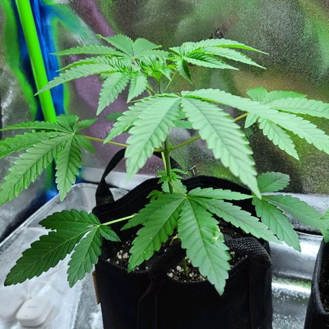 Apple Fritter #1 growlog timeline photo