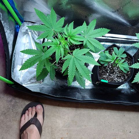 Apple Fritter #1 growlog timeline photo