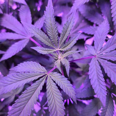 Gelato #25 x Dosidos  growlog photo: Flowers starting 
