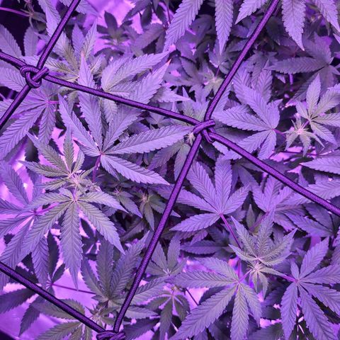 Gelato #25 x Dosidos  growlog photo: Flowers starting 