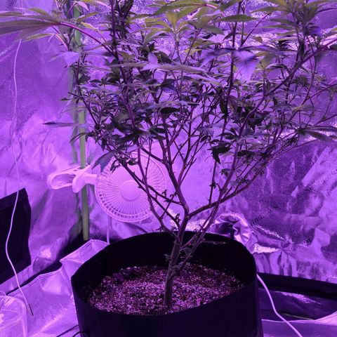 Gelato #25 x Dosidos  growlog photo: Flowers starting 