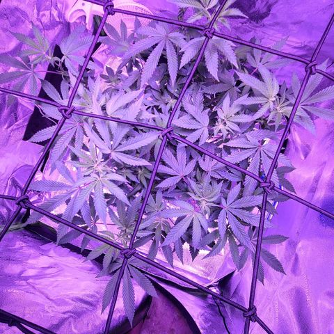 Gelato #25 x Dosidos  growlog photo: Flowers starting 