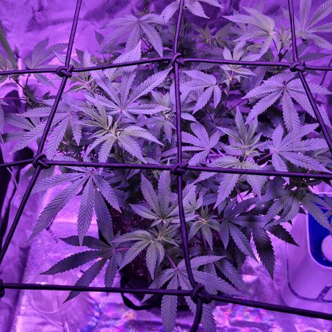 Gelato #25 x Dosidos  growlog photo: Flowers starting 