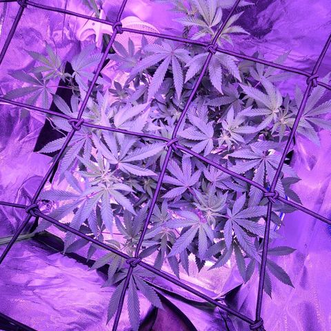 Gelato #25 x Dosidos  growlog photo: Flowers starting 